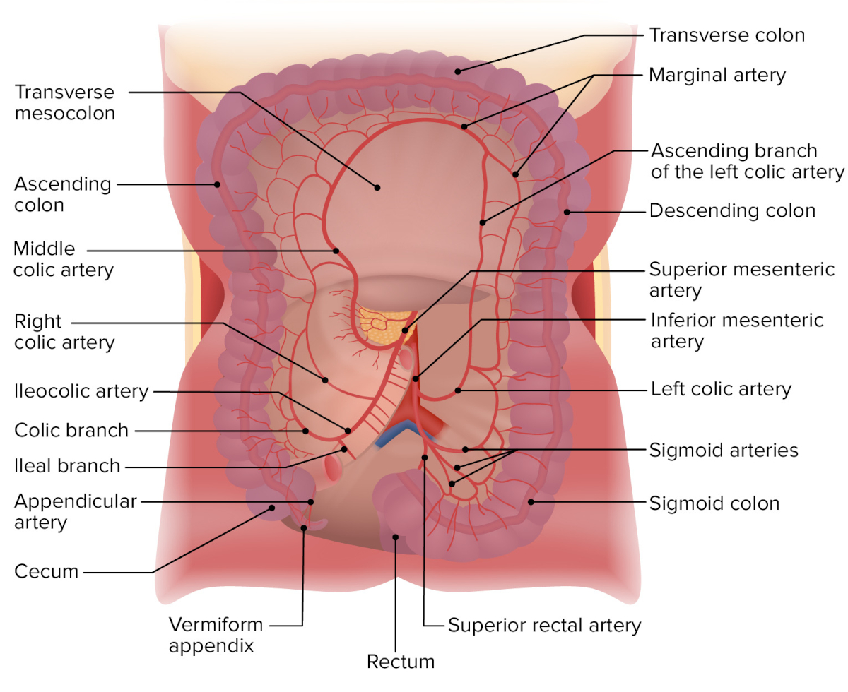 Colonics hydrotherapy,  colon hydrotherapy, healthy intestinal flora, colon cleansing, MA, RI